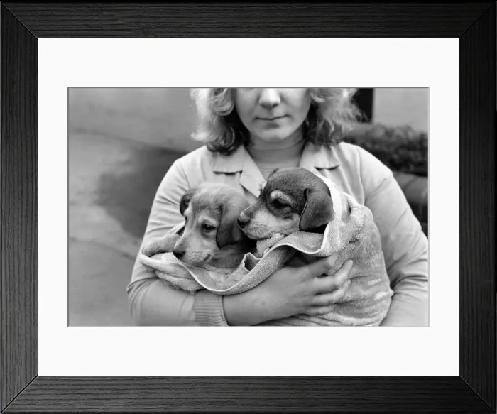 Framed Print : Animals: Cute: Puppies / Dogs. Woman and Pups. December 1976 76-07541-002 Framed Print : Animals: Cute: Puppies / Dogs. Woman and Pups. December 1976 76-07541-002