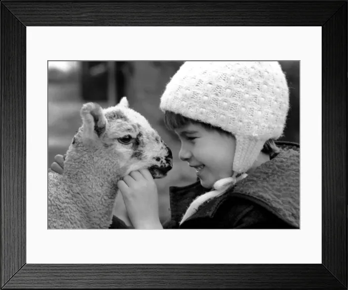 Framed Print : Children / Animals / Cute. Lamb and Child. December 1976 76-07533-011 Framed Print : Children / Animals / Cute. Lamb and Child. December 1976 76-07533-011