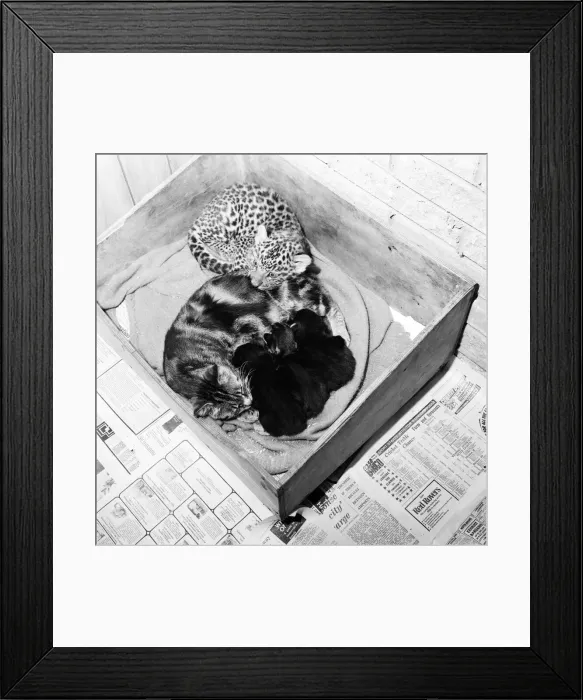 Framed Print : Mum to a tough, fast baby... You will go a long way before you can top this cat Framed Print : Mum to a tough, fast baby... You will go a long way before you can top this cat