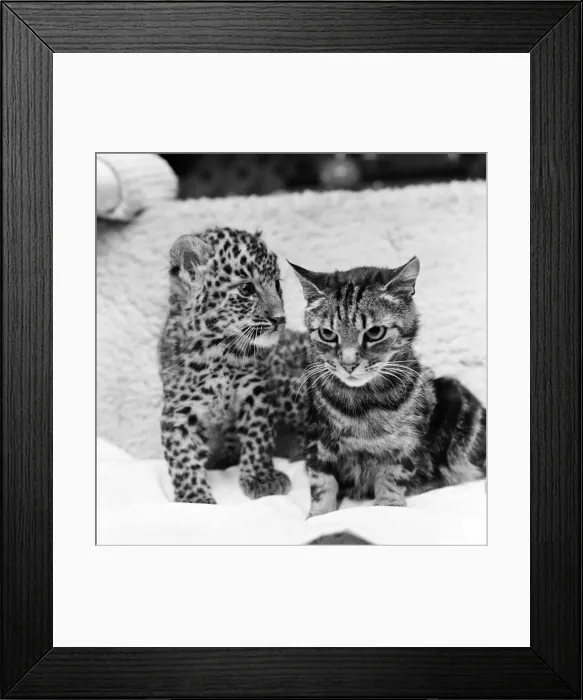 Framed Print : Mum to a tough, fast baby... You will go a long way before you can top this cat Framed Print : Mum to a tough, fast baby... You will go a long way before you can top this cat