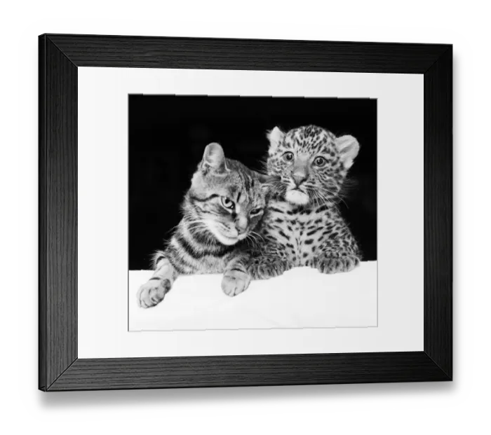 Framed Print : Mum to a tough, fast baby... You will go a long way before you can top this cat