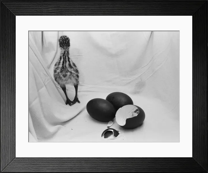 Framed Print : Emu chick seen here at Chester Zoo shortly after hatching 11th February 1988 Framed Print : Emu chick seen here at Chester Zoo shortly after hatching 11th February 1988