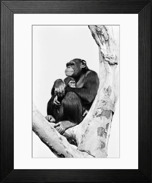 Framed Print : Wonder the baby Chimpanzee seen here with his mother at the Chimpanzee breeding centre
