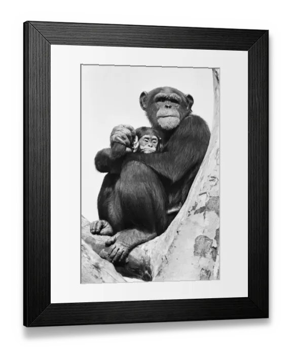Framed Print : Wonder the baby Chimpanzee seen here with his mother at the Chimpanzee breeding centre