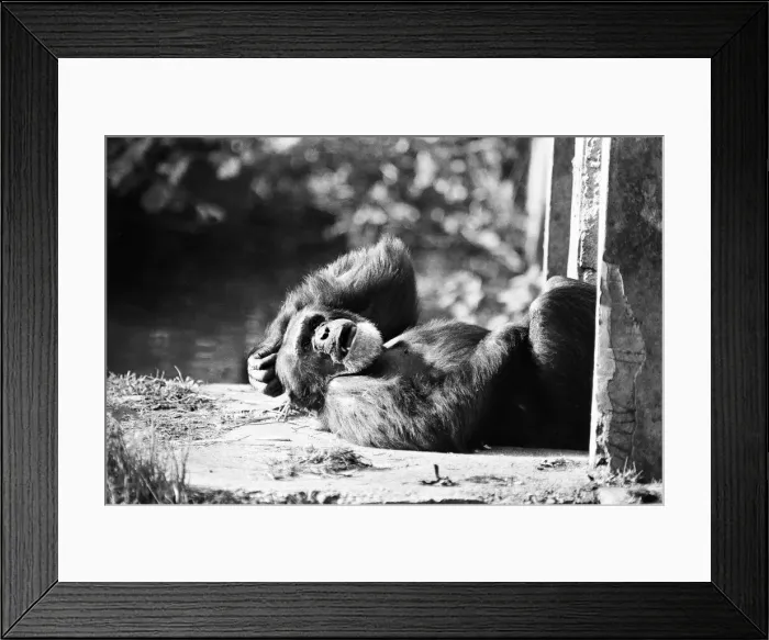 Framed Print : Chimpanzee relaxing at the Chimpanzee breeding centre at Chester Zoo 23rd October Framed Print : Chimpanzee relaxing at the Chimpanzee breeding centre at Chester Zoo 23rd October