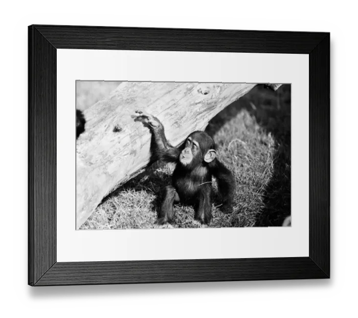 Framed Print : Wonder the baby Chimpanzee seen here with his mother at the Chimpanzee breeding centre