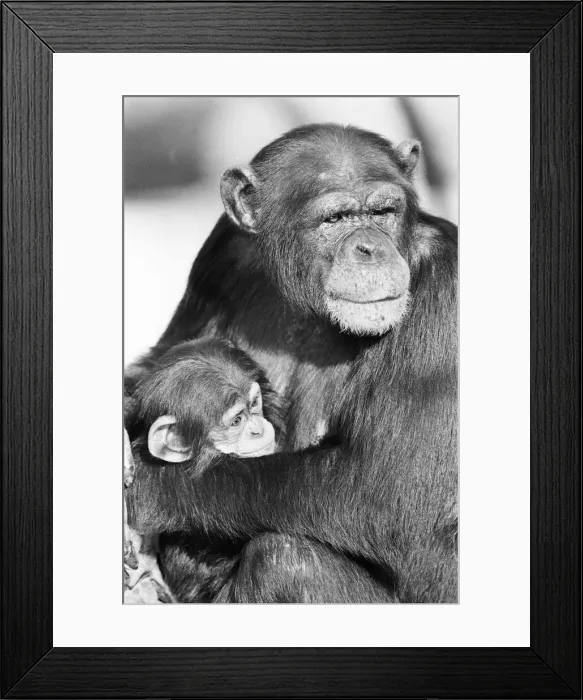 Framed Print : Wonder the baby Chimpanzee seen here with his mother at the Chimpanzee breeding centre Framed Print : Wonder the baby Chimpanzee seen here with his mother at the Chimpanzee breeding centre