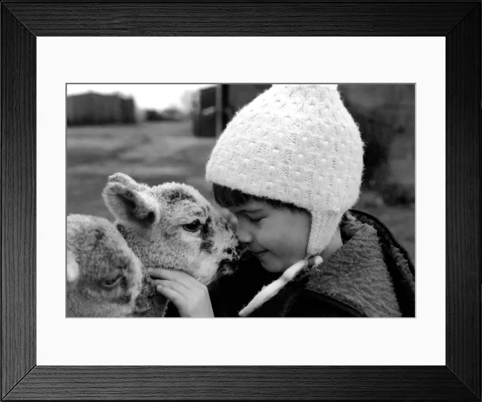 Framed Print : Children / Animals / Cute. Lambs and Child. December 1976 76-07533-015 Framed Print : Children / Animals / Cute. Lambs and Child. December 1976 76-07533-015