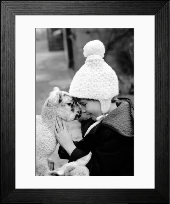 Framed Print : Children / Animals / Cute. Lambs and Child. December 1976 76-07533-017 Framed Print : Children / Animals / Cute. Lambs and Child. December 1976 76-07533-017