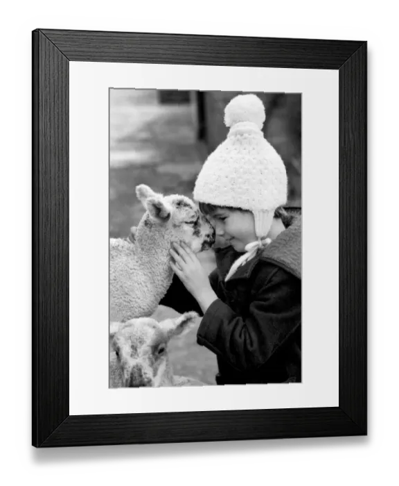 Framed Print : Children / Animals / Cute. Lambs and Child. December 1976 76-07533-009 Framed Print : Children / Animals / Cute. Lambs and Child. December 1976 76-07533-009
