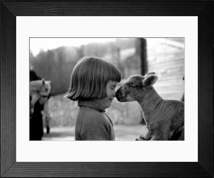 Framed Print : Animal / cute / child. Little girl and lambs. December 1975 75-06826-002 Framed Print : Animal / cute / child. Little girl and lambs. December 1975 75-06826-002