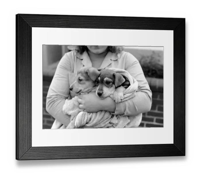 Framed Print : Animals: Cute: Puppies  /  Dogs. Woman and Pups. December 1976 76-07541-007