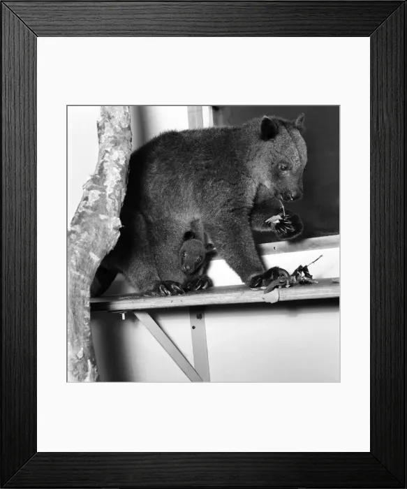 Framed Print : Animals: Cute. Zoo. Tree kangaroo and Toad. December 1975 75-06872 Framed Print : Animals: Cute. Zoo. Tree kangaroo and Toad. December 1975 75-06872