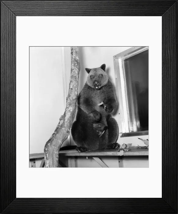 Framed Print : Animals: Cute. Zoo. Tree kangaroo and Toad. December 1975 75-06872-012 Framed Print : Animals: Cute. Zoo. Tree kangaroo and Toad. December 1975 75-06872-012