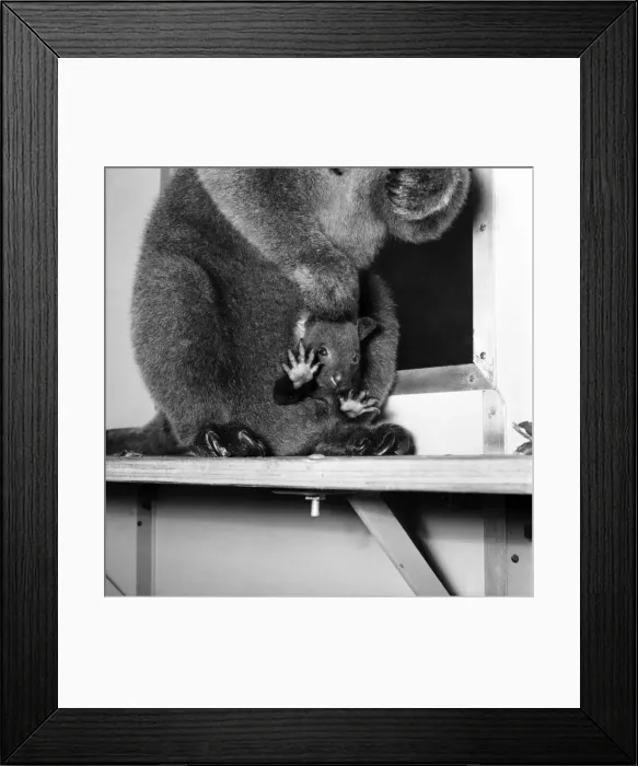 Framed Print : Animals: Cute. Zoo. Tree kangaroo and Toad. December 1975 75-06872-014