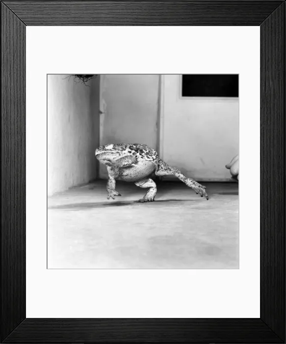 Framed Print : Animals: Cute. Zoo. Tree kangaroo and Toad. December 1975 75-06872-010