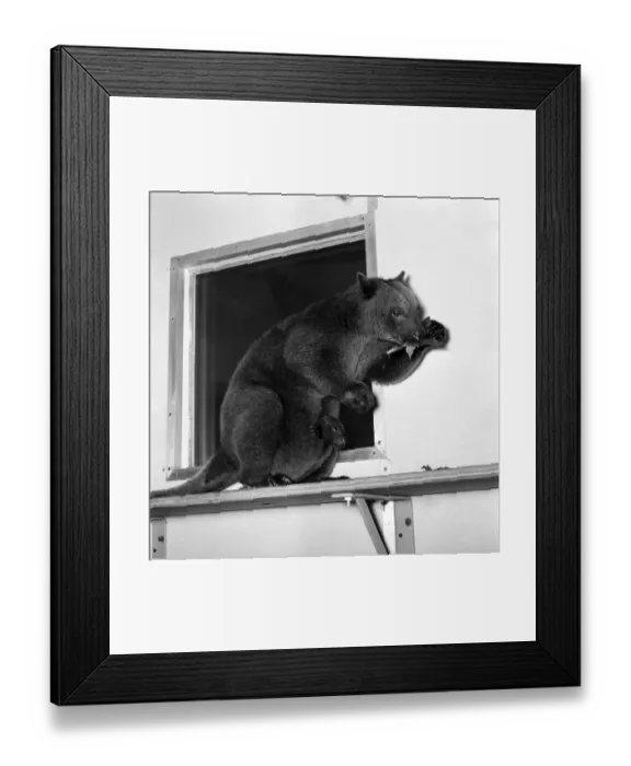 Framed Print : Animals: Cute. Zoo. Tree kangaroo and Toad. December 1975 75-06872-003