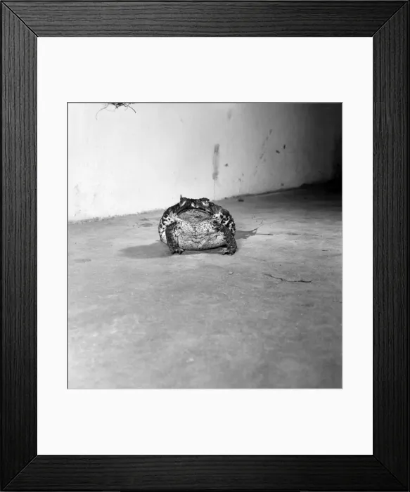 Framed Print : Animals: Cute. Zoo. Tree kangaroo and Toad. December 1975 75-06872-001