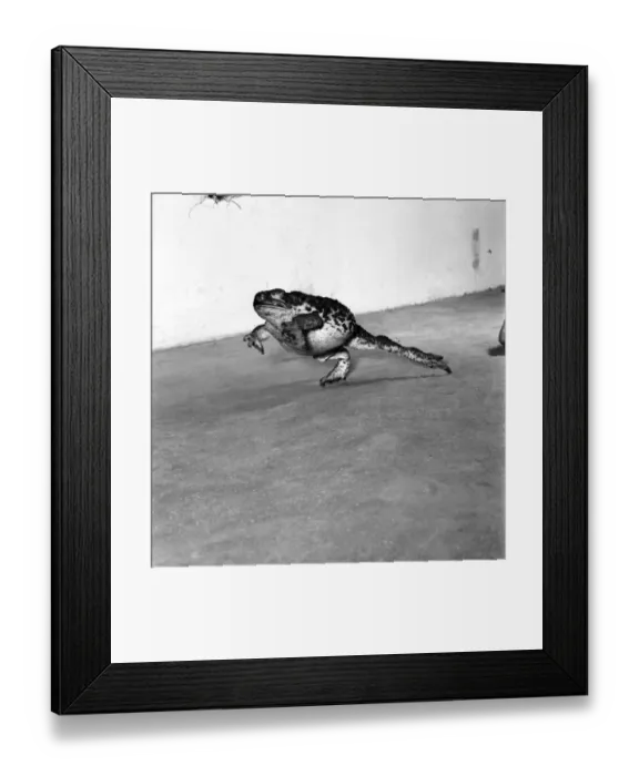 Framed Print : Animals: Cute. Zoo. Tree kangaroo and Toad. December 1975 75-06872-007
