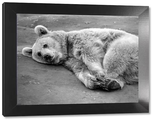 Zoo Animals: Bear. December 1975 75-06831-003