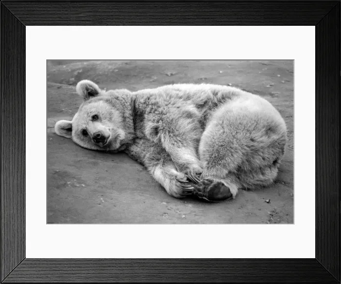 Framed Print : Zoo Animals: Bear. December 1975 75-06831-003 Framed Print : Zoo Animals: Bear. December 1975 75-06831-003