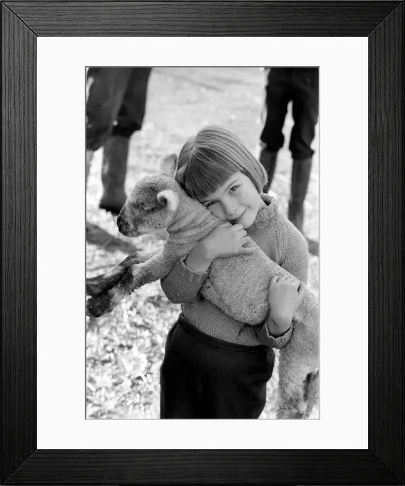 Framed Print : Animal / cute / child. Little girl and lambs. December 1975 75-06826-005 Framed Print : Animal / cute / child. Little girl and lambs. December 1975 75-06826-005