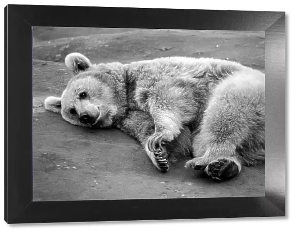 Zoo Animals: Bear. December 1975 75-06831-002