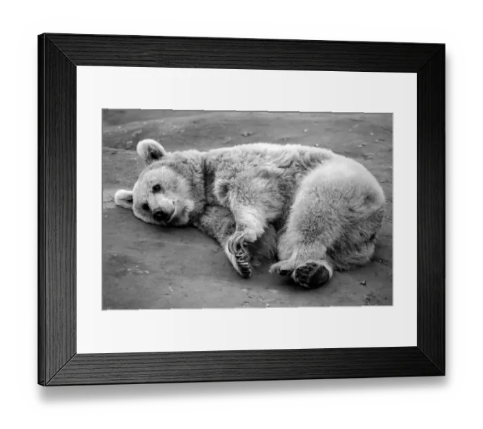 Framed Print : Zoo Animals: Bear. December 1975 75-06831-002
