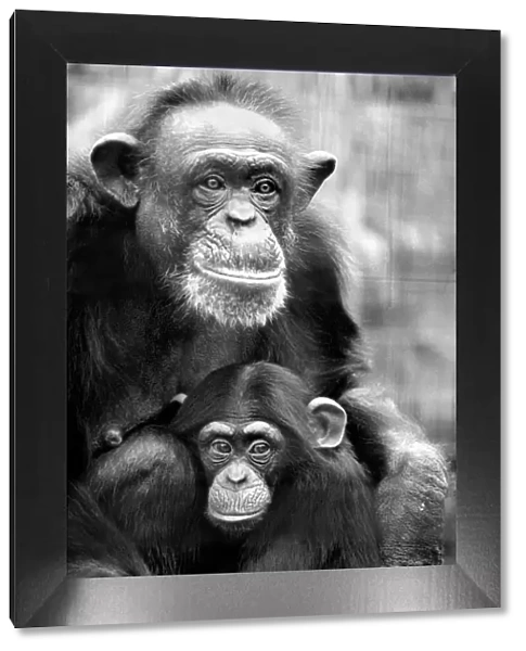 Zoo Animals: Chimp. December 1975 75-06831-005