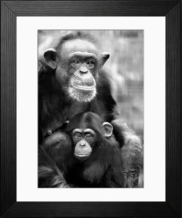 Framed Print : Zoo Animals: Chimp. December 1975 75-06831-005