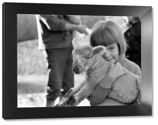 Animal  /  cute  /  child. Little girl and lambs. December 1975 75-06826-004
