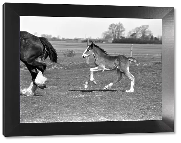Horse and Foal. April 1977 77-02104-006