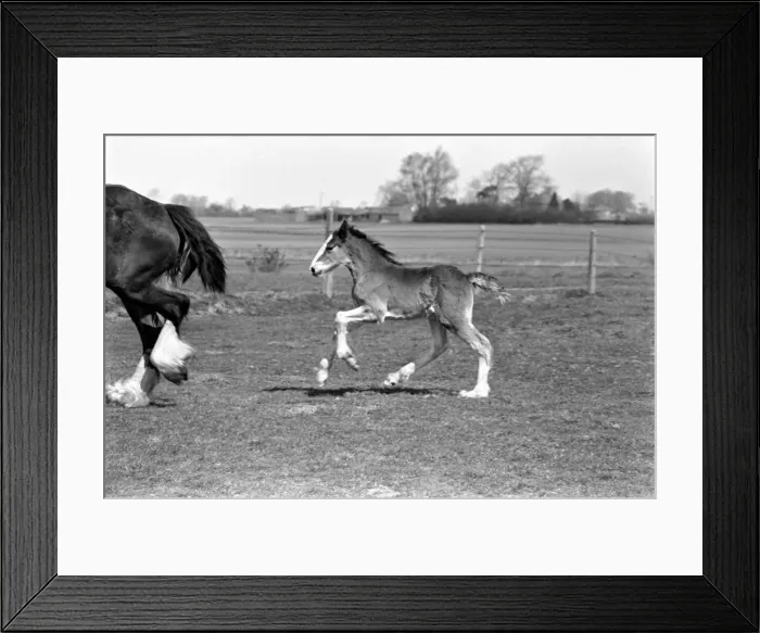 Framed Print : Horse and Foal. April 1977 77-02104-006 Framed Print : Horse and Foal. April 1977 77-02104-006