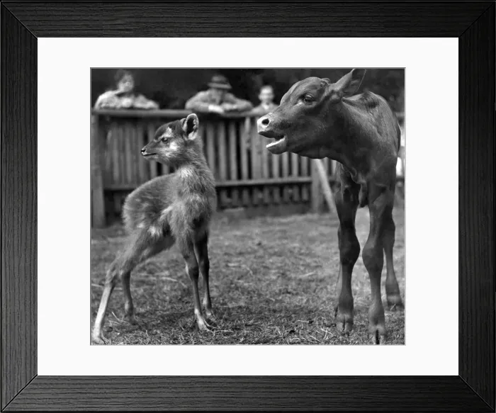 Framed Print : Calf and Fawn at a zoo. June 1952 P007299 Framed Print : Calf and Fawn at a zoo. June 1952 P007299