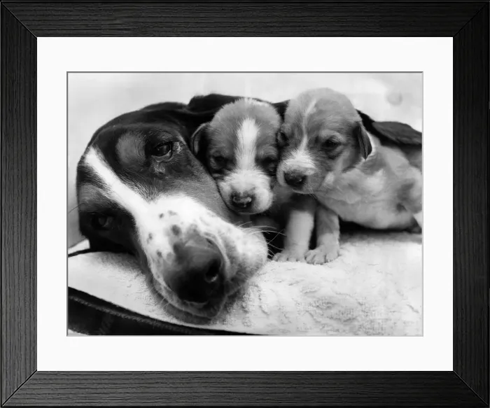 Framed Print : Bessie the lost Battersea Bassett, with baby Bill and Bette Framed Print : Bessie the lost Battersea Bassett, with baby Bill and Bette