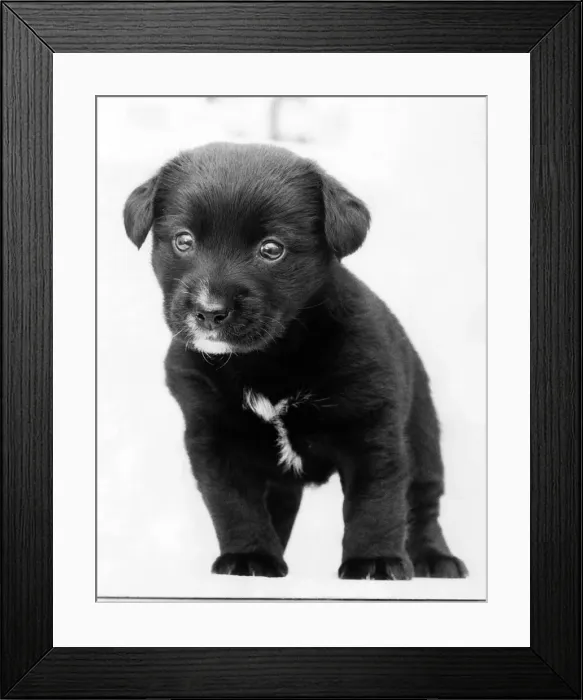 Framed Print : Lost and Lonely. The mongrel deserted on the M23 after being rescued by a motorist Framed Print : Lost and Lonely. The mongrel deserted on the M23 after being rescued by a motorist