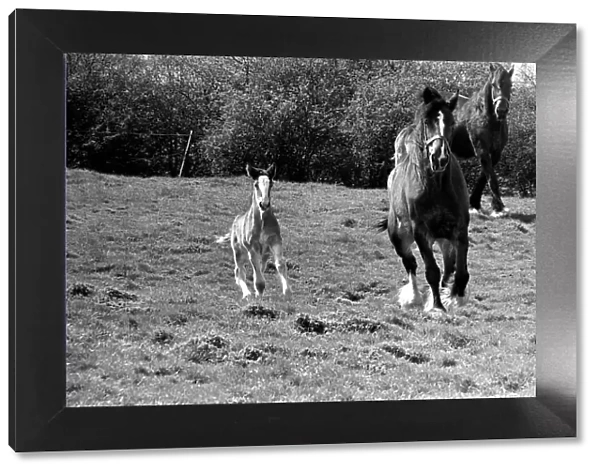 Horse and Foal. April 1977 77-02104-011