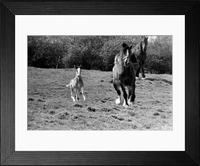 Framed Print : Horse and Foal. April 1977 77-02104-011 Framed Print : Horse and Foal. April 1977 77-02104-011
