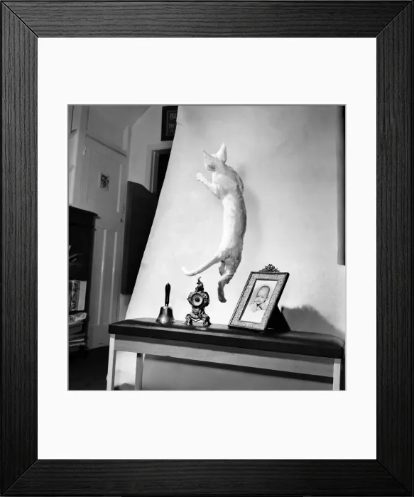 Framed Print : Cats: When it comes to getting off the ground then five-months old Bianco Framed Print : Cats: When it comes to getting off the ground then five-months old Bianco