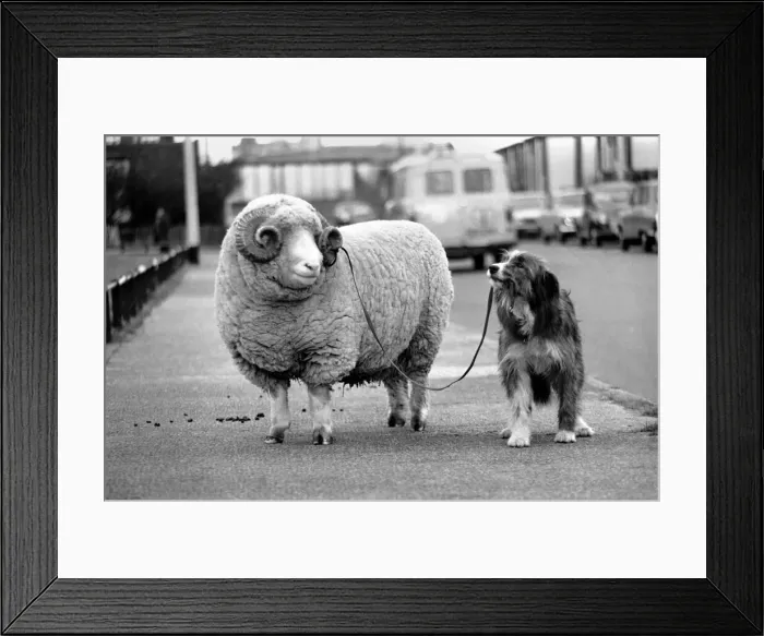 Framed Print : Animals: Humour: Nell the sheepdog takes Arnold the ram for his walkies Framed Print : Animals: Humour: Nell the sheepdog takes Arnold the ram for his walkies