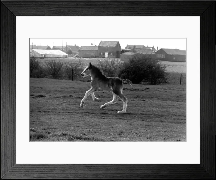 Framed Print : Horse and Foal. April 1977 77-02104-010 Framed Print : Horse and Foal. April 1977 77-02104-010