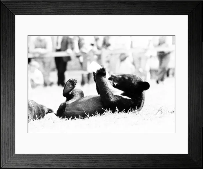 Framed Print : Dodgey the Bear, drinking his milk at Flamingo Park Zoo, Kirkby Misterton, near Malton Framed Print : Dodgey the Bear, drinking his milk at Flamingo Park Zoo, Kirkby Misterton, near Malton