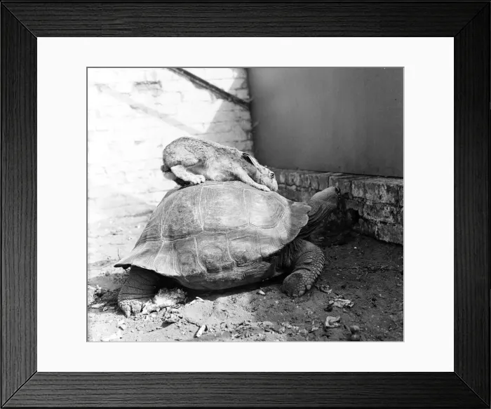 Framed Print : The Tortoise and the Hare. 3rd August 1962 Framed Print : The Tortoise and the Hare. 3rd August 1962