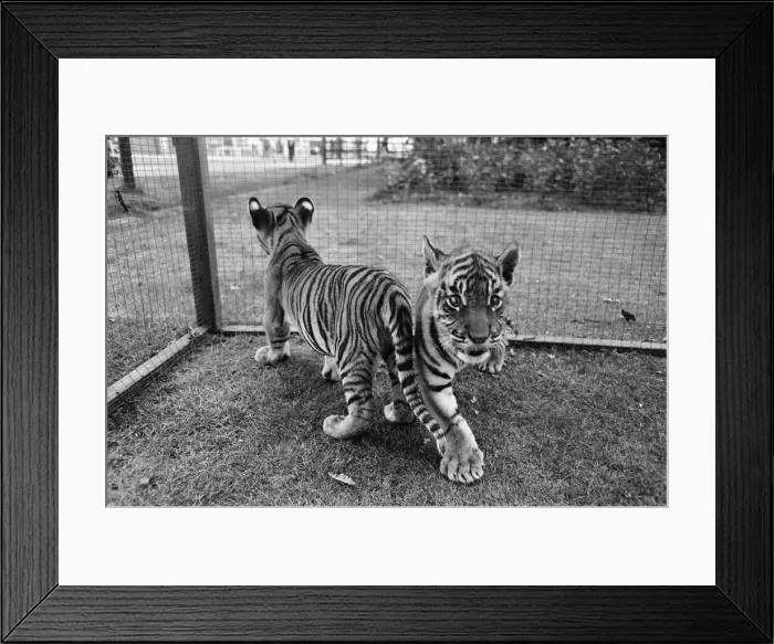 Framed Print : Sultan and Suki the tiger cubs about to make their debut at Twycross Zoo, Leicestershire Framed Print : Sultan and Suki the tiger cubs about to make their debut at Twycross Zoo, Leicestershire