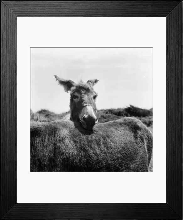 Framed Print : Donkey retirement home in Selsey, Sussex. John Lockwood who cares for 50 retired Framed Print : Donkey retirement home in Selsey, Sussex. John Lockwood who cares for 50 retired