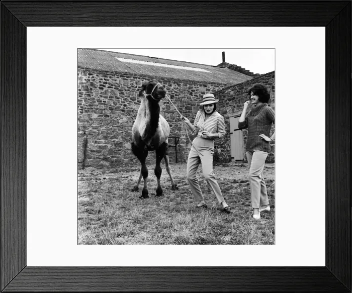Framed Print : Chester Zoo. Fashion models pose with a camel. 20th July 1962 Framed Print : Chester Zoo. Fashion models pose with a camel. 20th July 1962