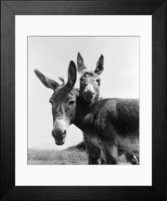 Framed Print : Donkey retirement home in Selsey, Sussex. John Lockwood who cares for 50 retired Framed Print : Donkey retirement home in Selsey, Sussex. John Lockwood who cares for 50 retired