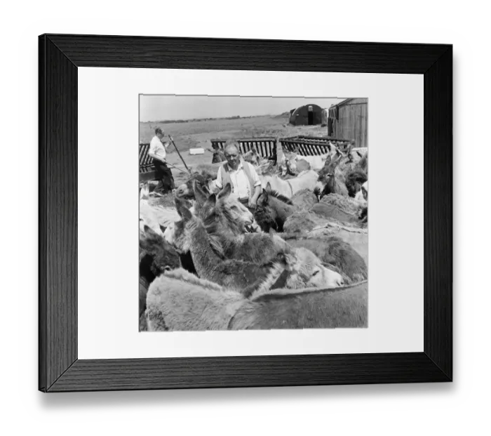 Framed Print : Donkey retirement home in Selsey, Sussex. John Lockwood who cares for 50 retired