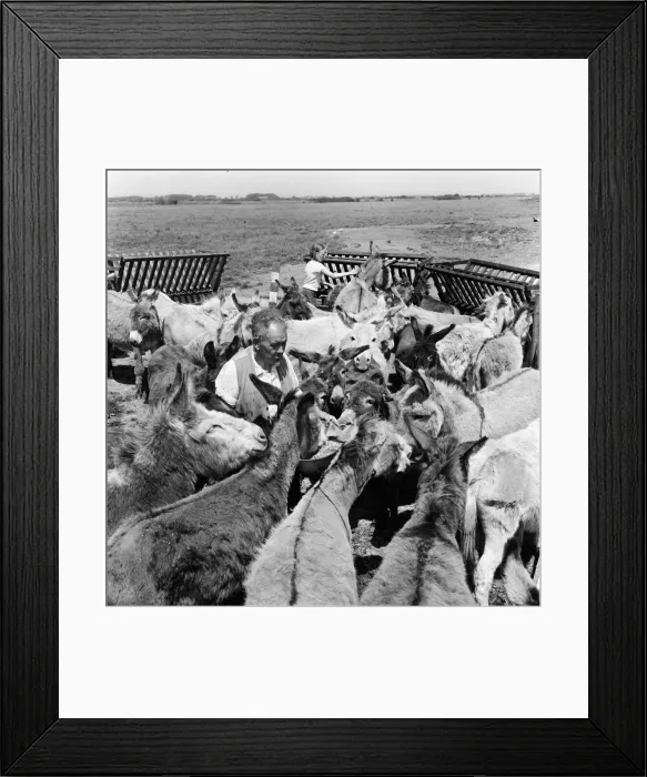 Framed Print : Donkey retirement home in Selsey, Sussex. John Lockwood who cares for 50 retired
