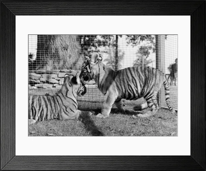 Framed Print : Sultan and Suki the tiger cubs about to make their debut at Twycross Zoo, Leicestershire Framed Print : Sultan and Suki the tiger cubs about to make their debut at Twycross Zoo, Leicestershire